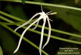 Image result for Oxyanthus