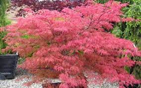 Watnong Japanese Maple Fall Color Japanese Maple Japanese Maple Tree Garden Japanese