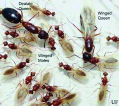 What is a carpenter ant? Sp486c In1075 Florida Carpenter Ants