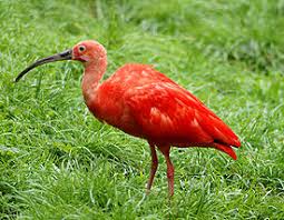 Met name door de jacht is de soort destijds uit europa verdwenen. Rode Ibis Zoo Info
