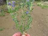 Image result for Aptosimum lugardiae