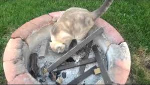 You no longer need a chimney or a campsite to enjoy a warm fire when you can just buy yourself a mini firepit! Backyard Firepit And Chiminea Safety
