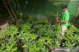 Seperti bunga di padang yang yang hari ini ada serta besok lenyap. Dinilai Cukup Menjanjikan Dengan Hasil Panen Rp800 Juta Hektar Petani Di Padang Mulai Budidayakan Tanaman Ini Antara Sumbar