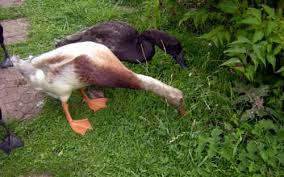 For duck breeds that can fly, clipping the ten primary flight feathers of one wing annually will keep them grounded. Using Ducks For Pest Control In The Garden Lowimpact Orglow Impact Living Info Training Products Services