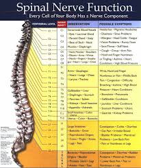Chiropractic Spinal Nerve Chart Functions Physical Therapy
