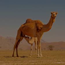 Camels, those schooners of the desert, have camels' humps are made of fat, and will sustain the animal through long periods of travel and little food. Do Camels Store Water In Their Humps