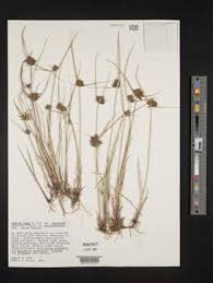 Image result for Pycreus niger