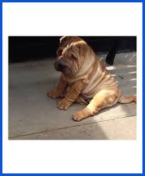 Our breeding programs are safe and secure. Shar Pei Dog Puppy For Sale Poddarkennel Call 9810871734