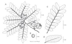 Image result for Haplocoelum foliolosum