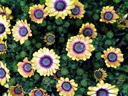 It can be found in shades of burgundy, white, and yellow, too, but purple is, without a doubt, the most common (and the most beautiful!). Yellow Osteospermum Flowers With Purple Centres In A Flower Bed Stock Photo Picture And Royalty Free Image Image 99902809