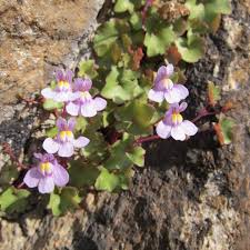 Image result for Cymbalaria