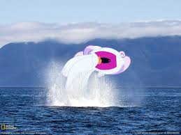 Turns out the uvula mistake in finding nemo was intentional. 312337 Safe Edit Sweetie Belle Whale Breach D Female Frown Maw National Geographic Nose In The Air Ocean Open Mouth Ponies In Real Life Solo Uvula Wat Water Derpibooru