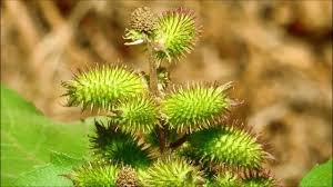 Image result for Xanthium