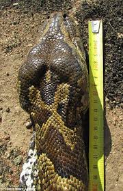 Python Eats Porcupine And Dies When Its Spikes Puncture Its Insides Porcupine Python Ocean Decor