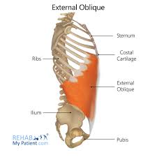You come home from work and chirp hi honey, i'm home. your husband, sitting on the couch watching the game, twists to his left and says. External Oblique Rehab My Patient