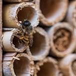 The Home Buzz: How to Make a Native Bee House