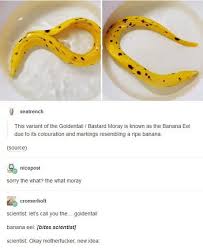 Banana Eel 9gag I drew a series of food drawings that i thought would look perfect on a napkin. banana eel 9gag