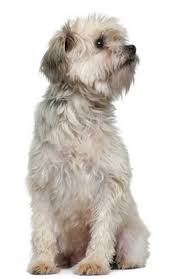 Expect to pay less for a puppy without papers, however, we do not recommend buying a puppy without papers. Breed Info Animal Health Center