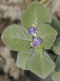 Image result for Vitex obovata