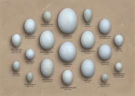 Egg Identification Chart Owls Egg Chart Bird