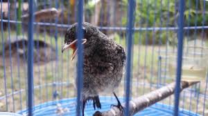 Kicau kacer mini untuk masteran dan pancingan siang malam. Burung Decu Trotol Jantan Youtube