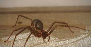 Brown recluse spider is one of the poisonous spiders found largely in the united states. Brown Recluse Spider Bite Appearance Symptoms And Home Treatments