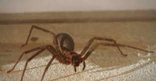 How does spider venom work in humans? Brown Recluse Spider Bite Appearance Symptoms And Home Treatments