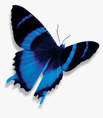 Nothing will be shipped to you. Transparent Blue Butterfly Png Dark Blue Butterfly Png Png Download Kindpng