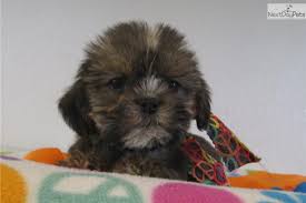 Black And Tan Yorkie Poo Puppies For Sale Shorkie Poo Pictures Yorkiepoo Yorkie Poo Puppy For Sale For 350 Female Shorkie Sadie Yorkie Poo Puppies Yorkie Poo Yorkie