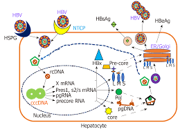 Hepatitis b causes and risk factors. Role Of Alcohol In Pathogenesis Of Hepatitis B Virus Infection
