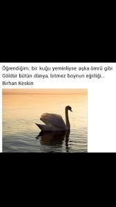 Ogrendigim Bir Kugu Yeminliyse Aska Omru Gibi Goldur Butun Dunya Bitmez Boynun Egriligi Birhan Keskin Kugu Hayat Dunya