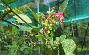 Image result for Pseudarthria