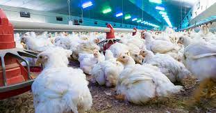 Coccidiosis Vaccine For Chickens Advantages Of Using Qpcr