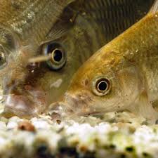Les Precautions Alimentaires Chez Les Poissons Wanimoveto