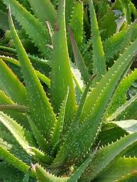 Image result for Aloe nuttii