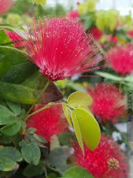 Image result for Calliandra haematocephala