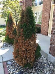 Established trees thrive for many years. What Is Causing My Arborvitae To Turn Brown 256085 Ask Extension