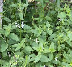 Image result for Leucas glabrata