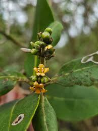 Image result for Vernonia auriculifera