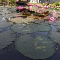 Tips cara pemeliharaan bunga lotus yang maka dari itu lotus kerap ditanam dengan media tempayan maupun kolam air. Zod0zkfgypf81m