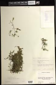 Image result for Crepidomanes chevalieri