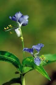 Image result for Crotalaria polysperma
