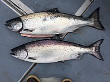 King salmon jumping chinook king salmon king fish illustration coho jumping chinook salmon salmon species river salmon king salmon alaska chalk salmon alaska sports fishing. Chinook Salmon Wikipedia