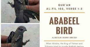 paling keren 30 gambar kartun burung ababil unduh 99 foto gambar burung ababil hd terbaru gratis download pasukan gajah dan bu kartun gambar kartun gambar