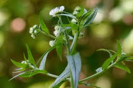 Image result for Erigeron steudelii