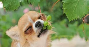 E allora proviamo a chiarire quali sono gli alimenti tossici per cani e gatti partendo dal distinguere alimenti tossici e alimenti potenzialmente pericolosi. Alimenti Tossici Per I Cani 10 Alimenti Che Potrebbero Causarne La Morte