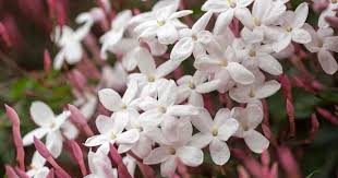 We did not find results for: Jasmine Plant Care Learn How To Grow Jasminum Plants