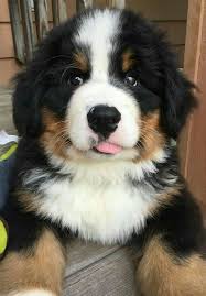 Pin By Alisa Peterson On Animals And Pets Cute Little Animals Cute Animals Cute Dogs