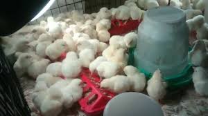 Arrange in a large, heavy roasting pan, and arrange garlic cloves around hens. Cornish Game Hen Chicks Youtube