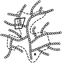 At the center of each granule is a dimer of glycogenin. Glycogen Granules Article About Glycogen Granules By The Free Dictionary